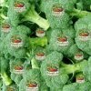 Broccoli Fresh