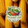 Corn Yellow
