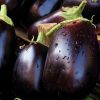 Eggplant Purple