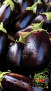 Eggplant Purple
