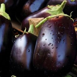 Eggplant Purple