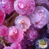 Grapes Purple