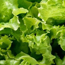 Lettuce Green